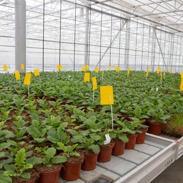 Agricultural picture